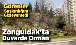 Zonguldak’ta Duvarda Orman: Taşta Ağaç Yetişti