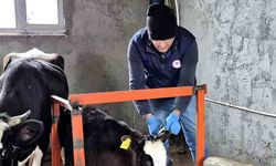 Hayvancılığa yakın takip: Aşı ve küpeleme sürüyor