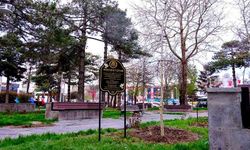 Her yaprağı bir hatıra: Masumiyet Çınarı” dikildi