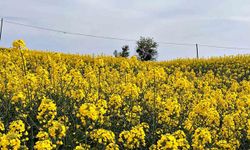Hayrabolu'da bu yıl 21 bin dekar alanda kanola ekimi yapıldı