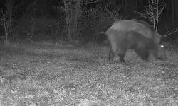 Karabük’te fotokapana ayı, domuz ve gelincik yakalandı