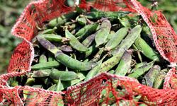 Kozan Bezelyesi Hamsiye Benzetildi: Hasat Yüz Güldürdü