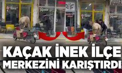 Kaçak inek ilçe merkezini karıştırdı