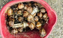 Bolu’da kaçak toplanan 16 kilogram salyangoz ele geçirildi