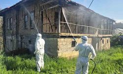 Kahverengi kokarca kış uykusunda imha ediliyor