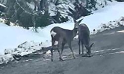 Karacalar cep telefonu kamerasına yakalandı