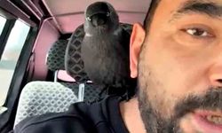 Karganın Sürpriz Yolculuğu: Silecekten Omza