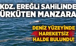 Kdz. Ereğli sahilinde ürküten manzara: Deniz yüzeyinde hareketsiz halde bulundu!