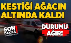 Kestiği ağacın altında kaldı: Durumu ağır!
