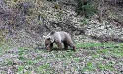 Kış uykusundan uyanan ayılar görüntülendi