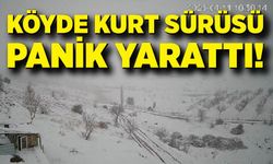Kurt sürüsü köye indi, köy halkında paniğe neden oldu
