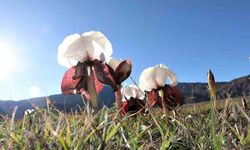 Kurt kulakları meraları süslüyor