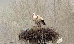 Erken gelen leyleklere Sivas’ta kar sürprizi