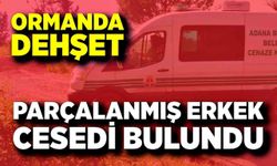 Ormanda parçalanmış erkek cesedi bulundu
