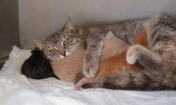 Ölümden dönen yavru kedilere süt anne kucak açtı