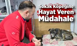 Sokak Köpeğine Hayat Veren Müdahale