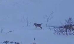 Sürüye saldıran kurt kangal köpeği tarafından engellendi