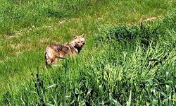 Tarlada Çakal Sürprizi: Çiftçi O Anları Kaydetti