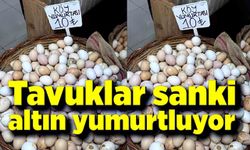 Tavuklar sanki altın yumurtluyor