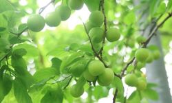 Turfanda can eriği Avrupa ülkelerine ihraç ediliyor