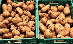 Turfanda patateste hasat başladı