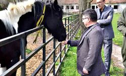 Türkiye’nin İlk Tüp Tayı “Balat” 2 Yaşında