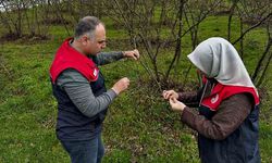 Üreticilere "kozalak akarı" ve "külleme" uyarısı