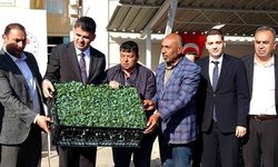 320 çiftçiye üzüm şalı, 400 bin fide desteği verildi