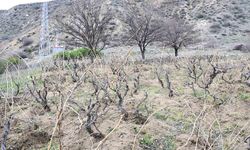 Yozgat’ta bağlarda umut: Don yok, üretici mutlu