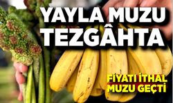 Yayla muzu tezgâhta: Fiyatı ithal muzu geçti