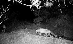 Yaban hayatı fotokapanda: Domuz, çakal, tilki, ayı ve bal porsuğu