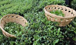 Çay Üreticisinden Fiyat Talebi; Taban Fiyat 35 Tl Olmalı