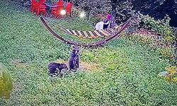 Yavru ayılar gezintiye çıktı