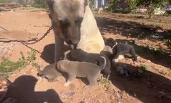 Dövüş köpeği üretip yavruların kulaklarını kesen işletmeye 323 bin TL ceza