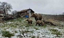 Yaylada sürpriz misafir: Anne ayı ve 2 yavrusu görüntülendi