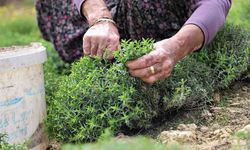 Sofraların vazgeçilmezi zahterde bereketli hasat