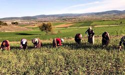Taşköprü sarımsağında bakım mesaisi hız kazandı; Zararlı otlar toplanıyor