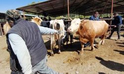 704 kiloluk dana için dakikalarca pazarlık yaptılar