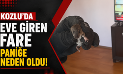Kozlu’da eve giren fare paniğe neden oldu!