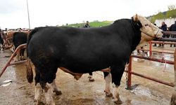 850 Kiloluk “Polat” 340 Bin TL’ye alıcı buldu