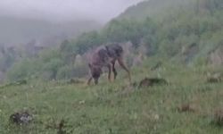 Aç kalan çakal yerleşim yerine indi