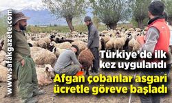 Türkiye’de ilk kez uygulandı: Afgan çobanlar asgari ücretle göreve başladı