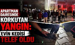 Apartman dairesinde korkutan yangın: Evin kedisi telef oldu