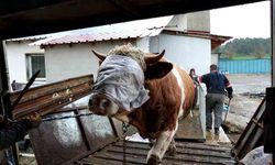 Kastamonu’dan kurbanlık sevkiyatı başladı