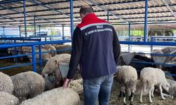 Bolu'da kurban pazarlarına yönelik denetim yapıldı