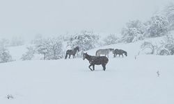 Bolu'da yılkı atları karlar altında görüntülendi