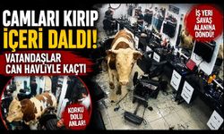 Korku Dolu Dakikalar! Boğa Kuaförü Dağıttı