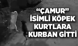 “Çamur” isimli köpek kurtlara kurban gitti