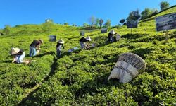 Rize’de çay sezonu karşılama programı düzenlendi
