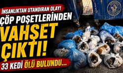 Çöp poşetlerinden vahşet çıktı! 33 kedi ölü bulundu